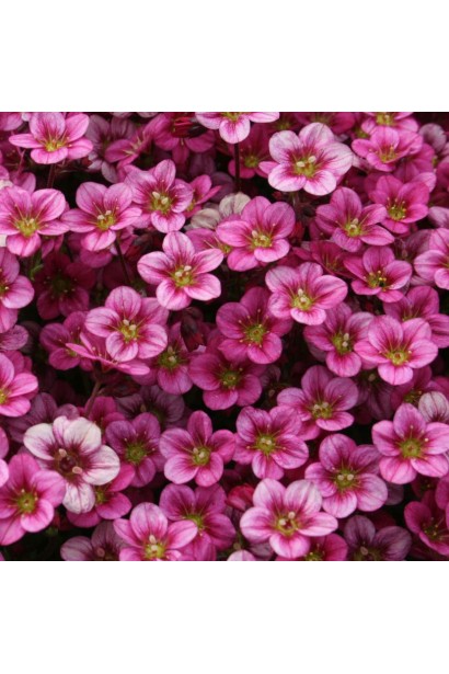 Камнеломка Арендса Марто Роуз